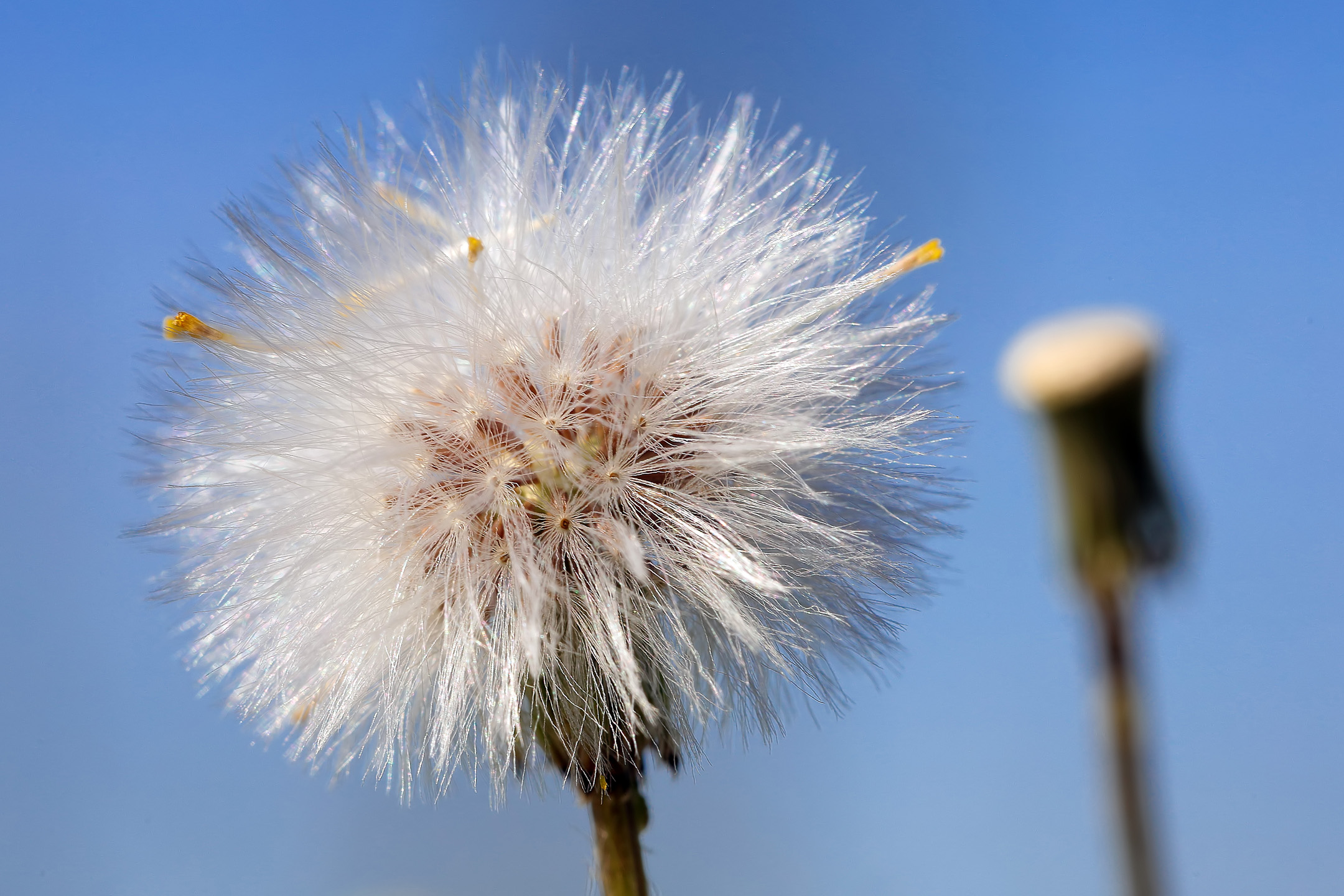 Pusteblume vor blauem Himmel (Nahaufnahme)